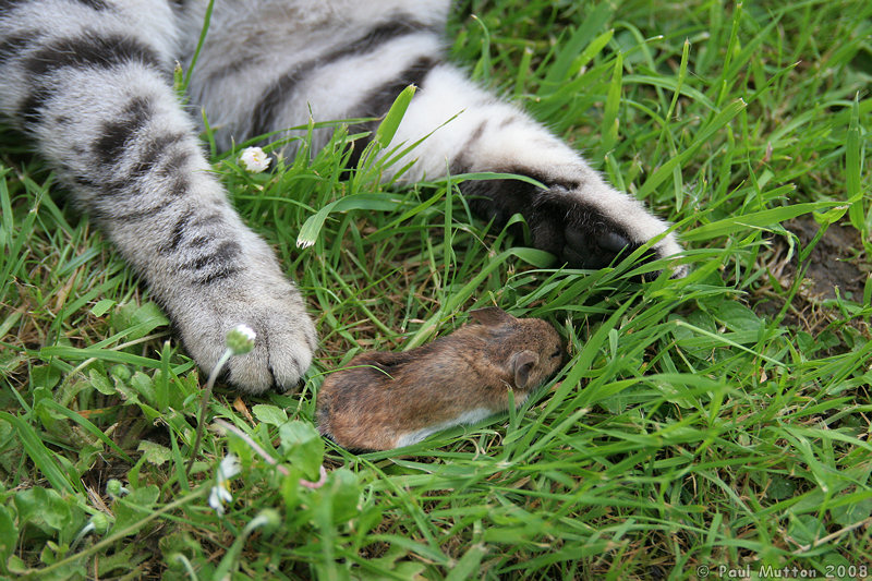 IMG 4949 Cat playing with a mouse